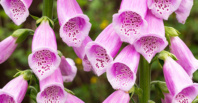 Phytotherapie